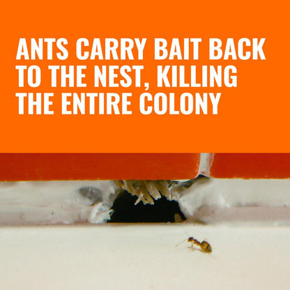 TEERO Ant Killer Bait Stations T300